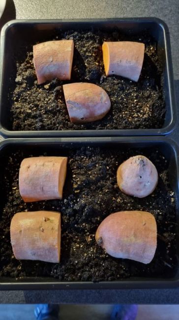 Zoete aardappels.jpg