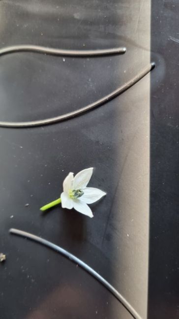 foto 1 cayennepeper bloem.jpg