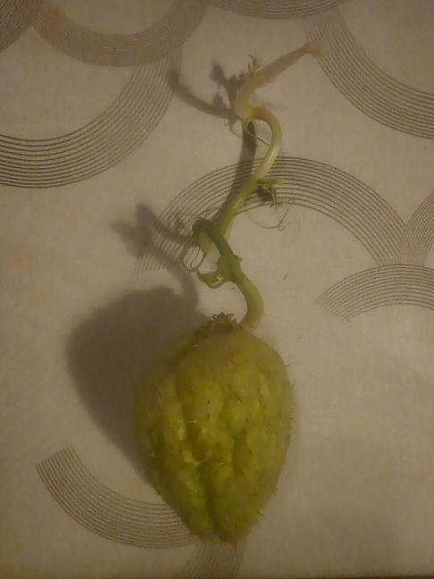 gestekelde chayote.jpg