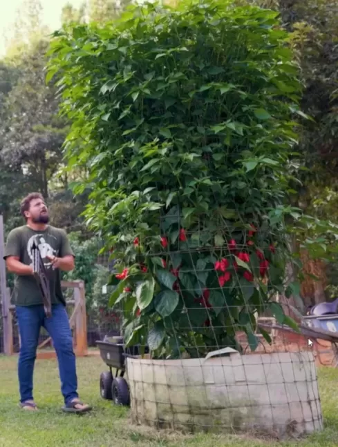 how-big-do-pepper-plants-get-v0-d1kr693oirxd1.webp
