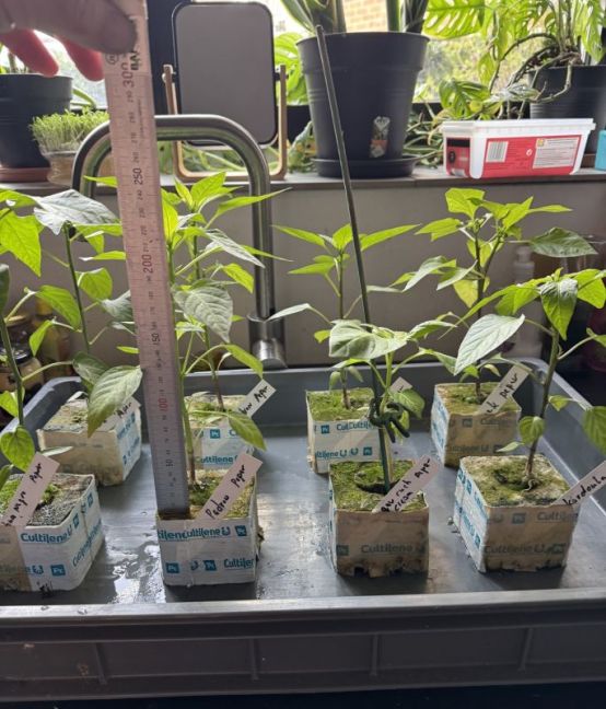 pepers 2026- 9 weken.jpg