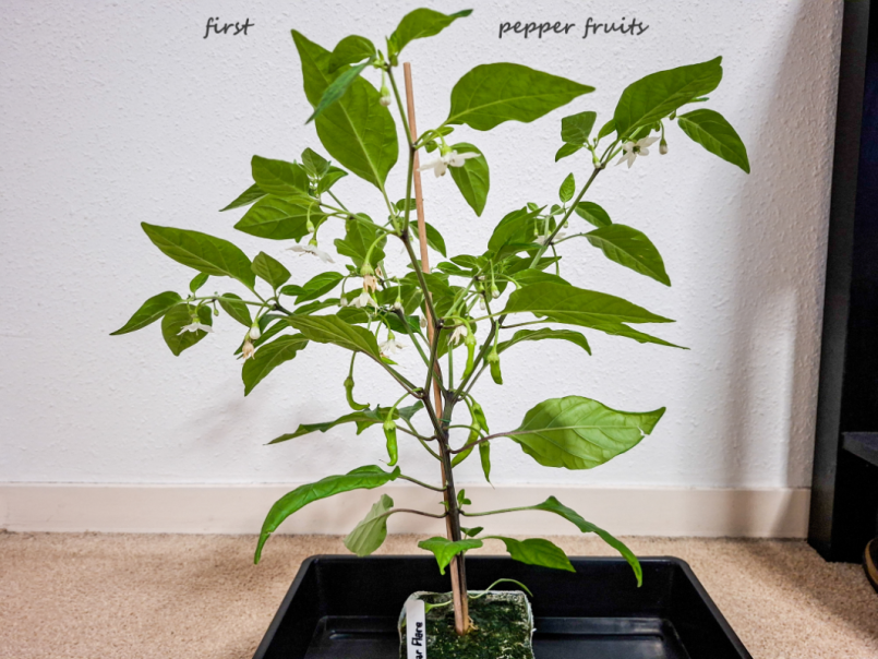 01 Pepers 2026-04-05 Solar Flare 01.png