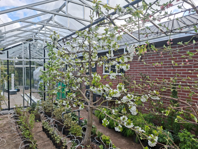 02 Kers 2026-03-26 01 Lapins.png