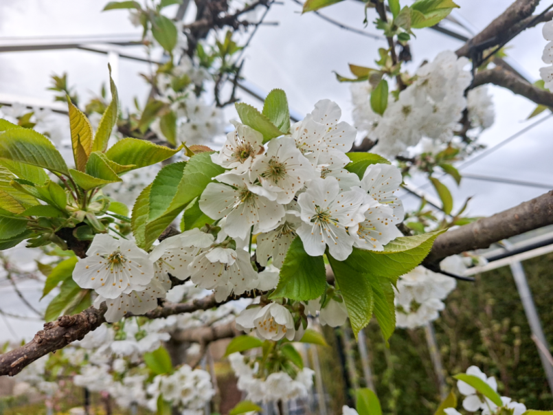 03 Kers 2026-03-26 03 Lapins.png