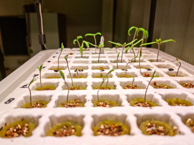 04 Tomaten 2026-03-11 02.png