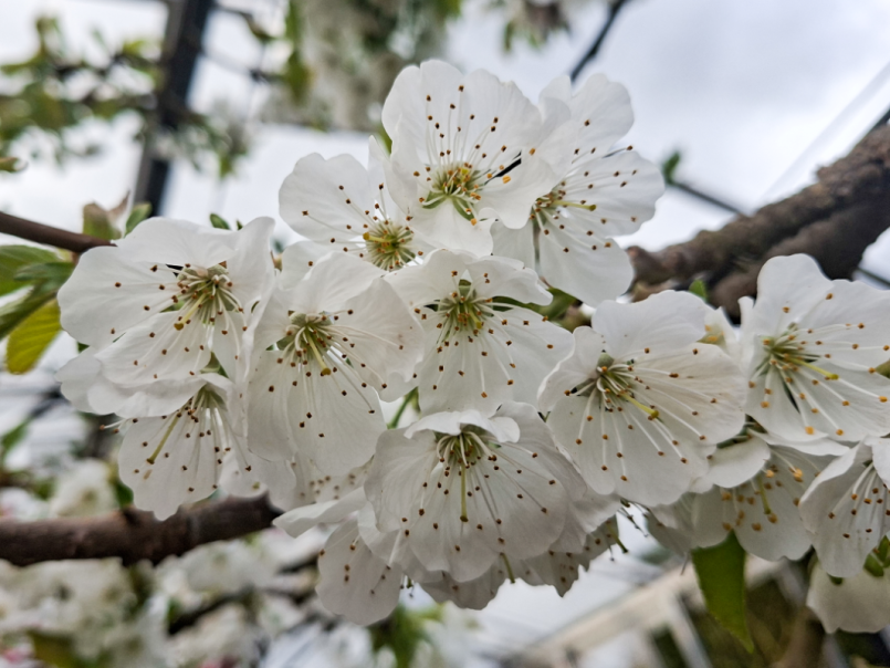 05 Kers 2026-03-26 05 Lapins.png