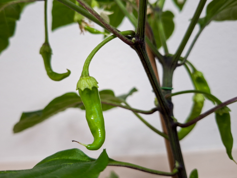 05 Pepers 2026-04-05 Solar Flare 02.png