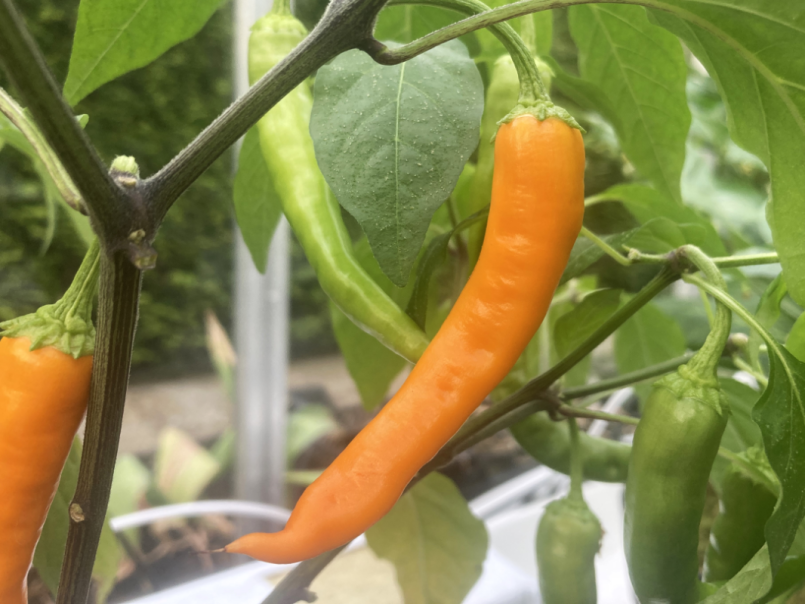 06 Hot Potpeppers 2024-04-30 Solar Flare 02.png