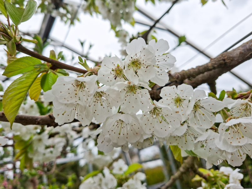 06 Kers 2026-03-29 01 Lapins.png