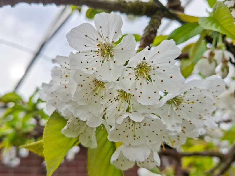 07 Kers 2026-03-29 08.png