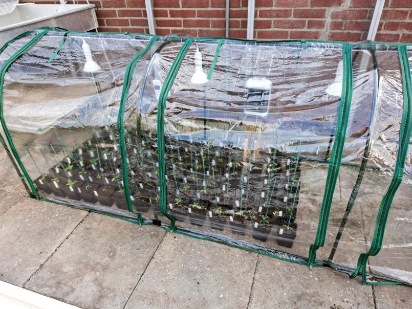 07 Tomaten 2026-03-20 03.png