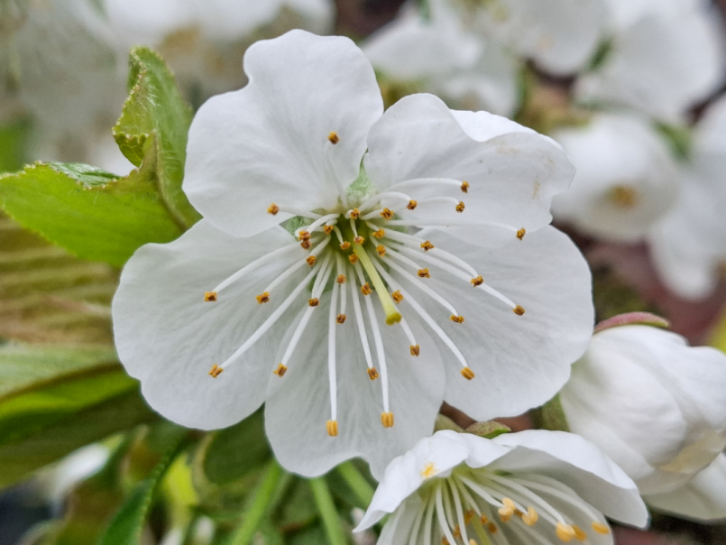 08 Kers 2026-03-29 09.png