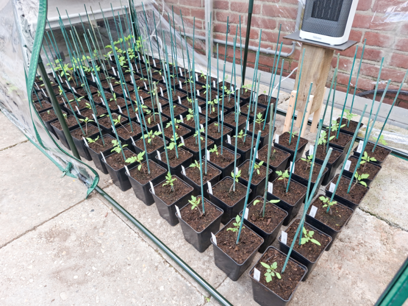 09 Tomaten 2026-03-26 01.png