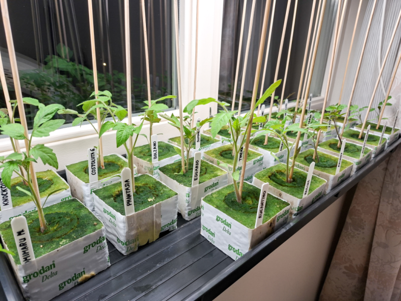 10 Tomaten 2026-03-28 01.png