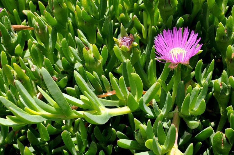 Carpobrotus_modestus_Hottentot_Plant,Pigface.JPG