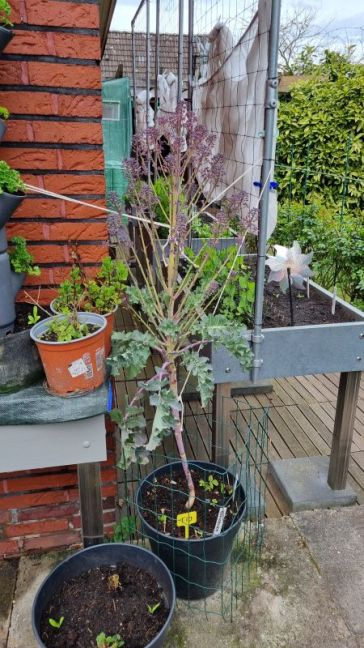 Foto 11 broccoli.jpg