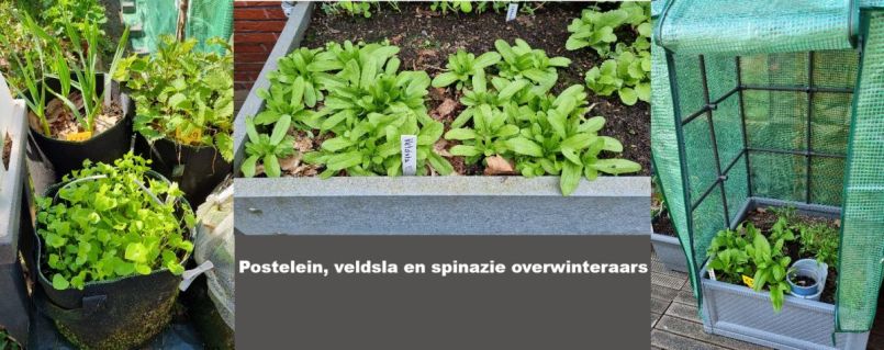 Foto 14 Overwinterde groente.jpg