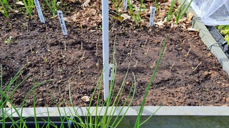 Foto 2 Paksoi 27 stuks.jpg