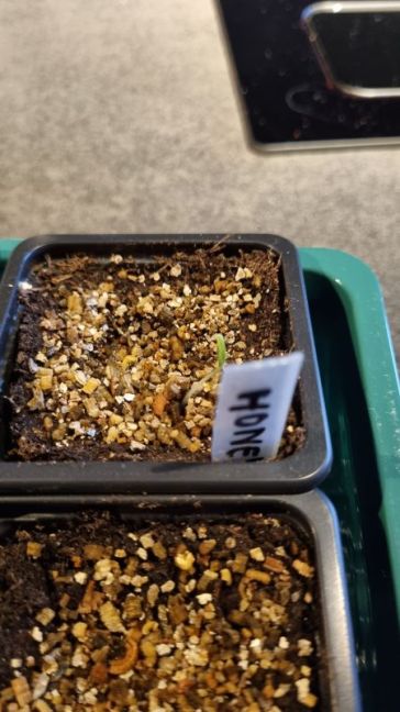 Foto 3 Honey Moon.jpg