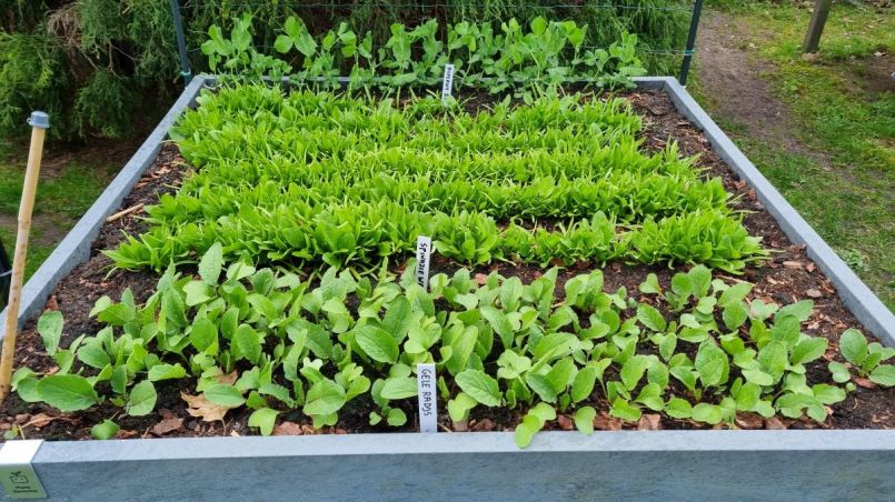 Foto 4a spinazie.jpg