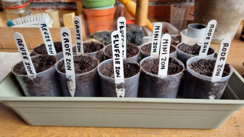 Foto 5 Zonnebloemen.jpg