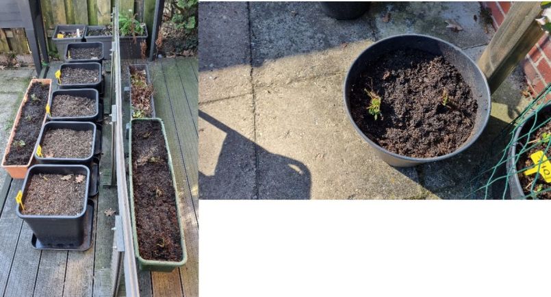 Foto 6 aardbeien.jpg