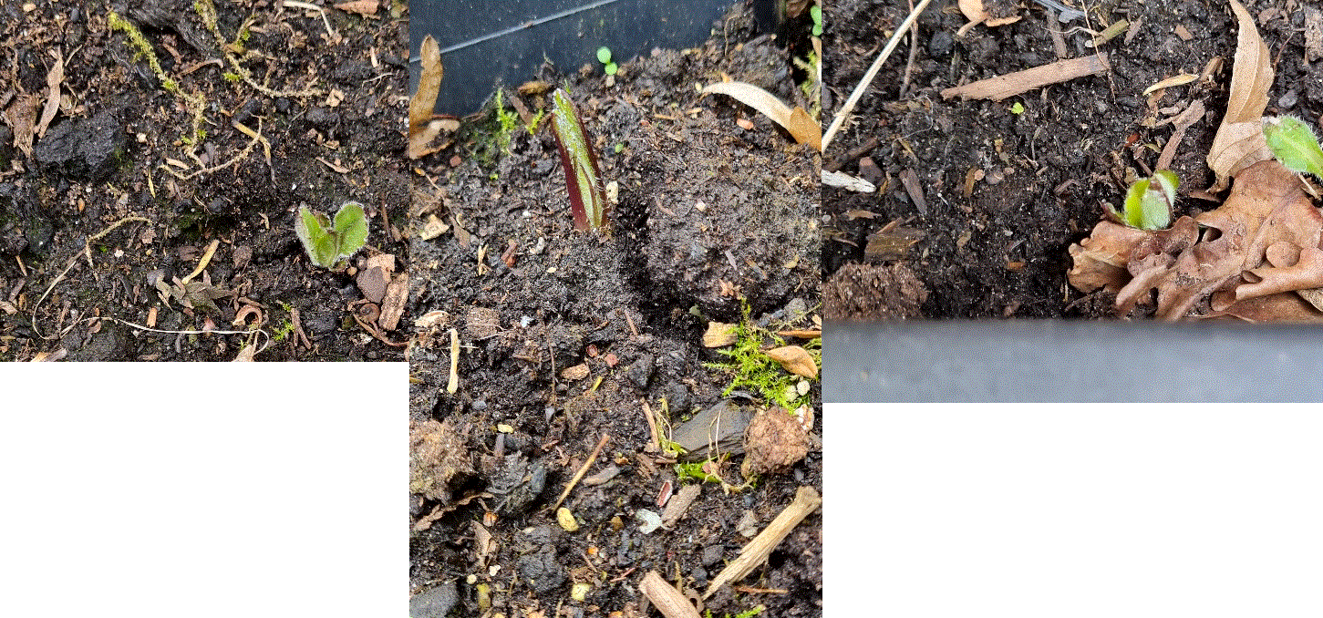 Foto 6b ertussen.gif