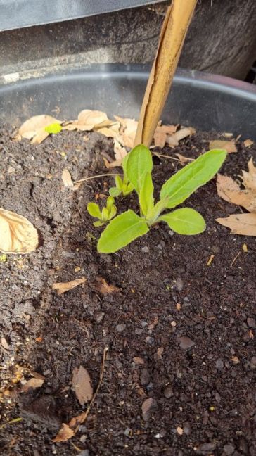 Foto 6c ertussen.jpg