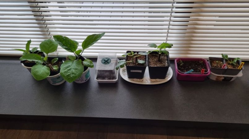 Foto 9 aubergines.jpg