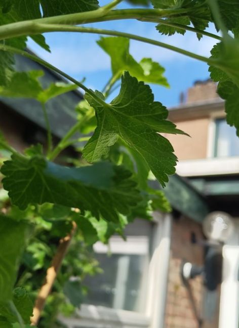 IMG_20260416_161026207 (1).jpg