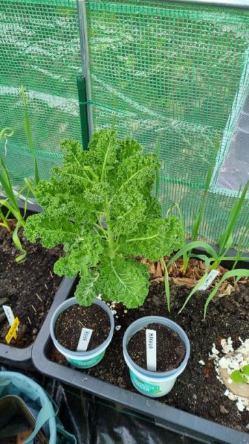 Korillo gaat eruit.jpg