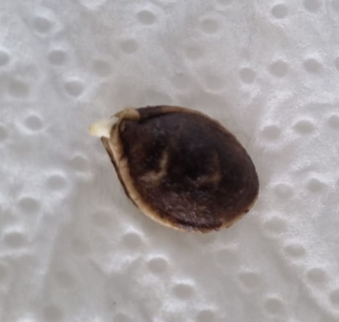 Na 3 dagen wortel.jpg