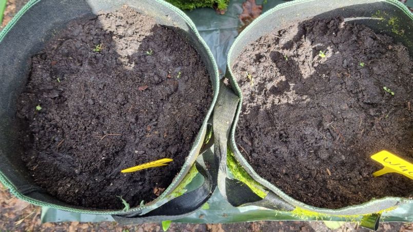 Paardenbloem gezaaid in 2 zakken.jpg