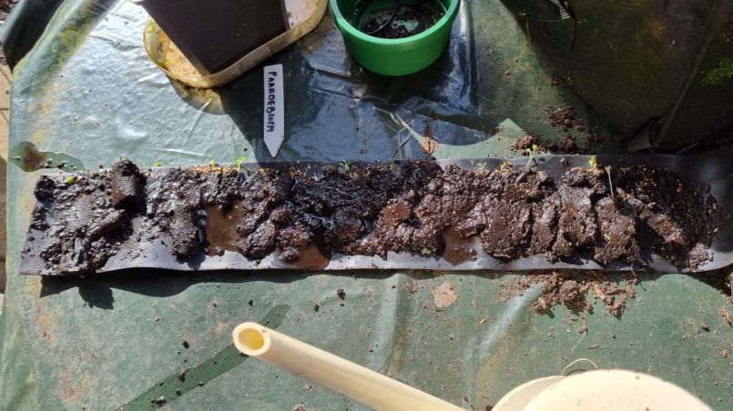 Paardenbloem rol.jpg