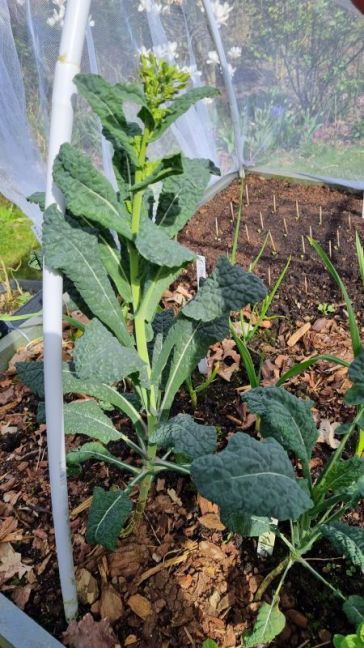 Palmkool in bloei.jpg