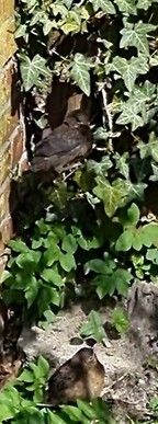 Printscreen moeder en jong.jpg