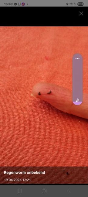 Regenworm onbekend.jpg