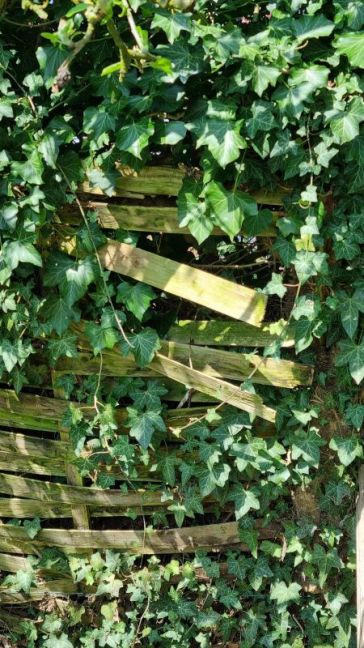 Schutting dichtbij.jpg