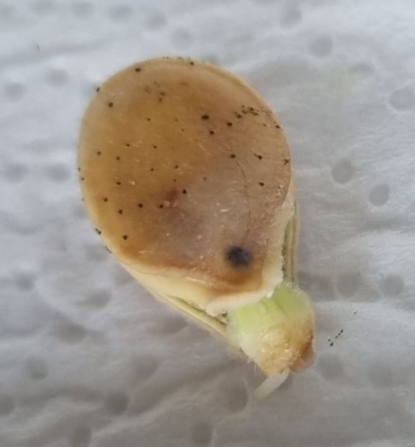 Solor andere kant.jpg