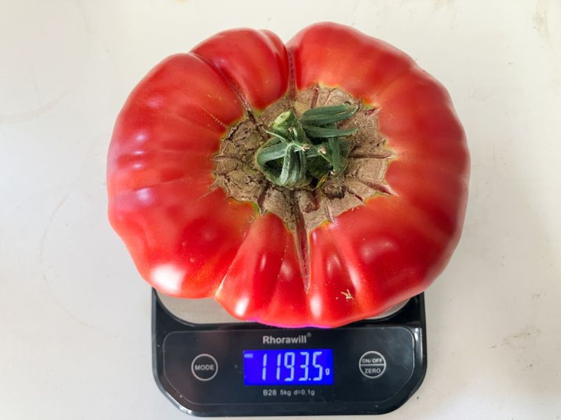 Tomaten 2025-07-14 02 Knockout 1194g.jpg
