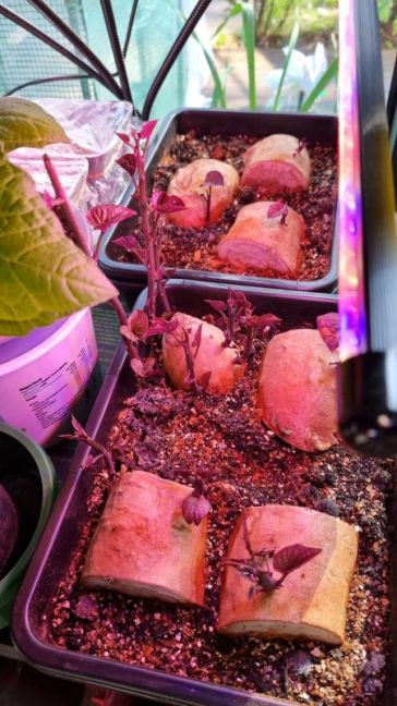 Zoete aardappel2.jpg