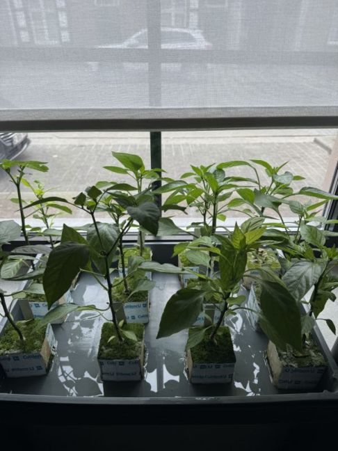 paprika 11weken-getopt.jpg