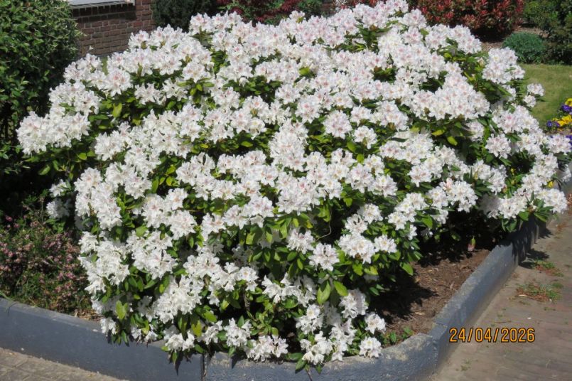 rhododendron_2026.JPG