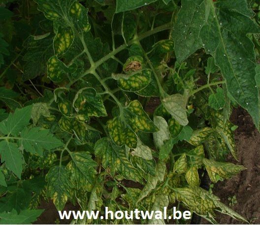 tomaten_bladchlorose_onderaan.jpg