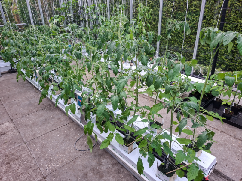 02 Tomaten 2026-04-27 07.png