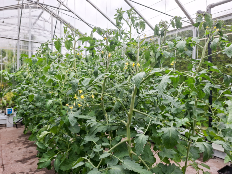 03 Tomaten 2026-05-12 01.png