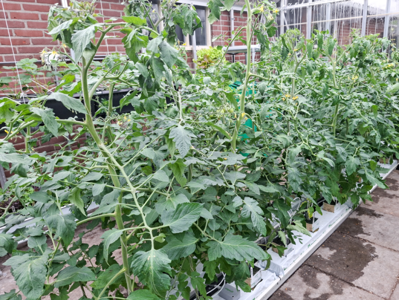 04 Tomaten 2026-05-12 03.png