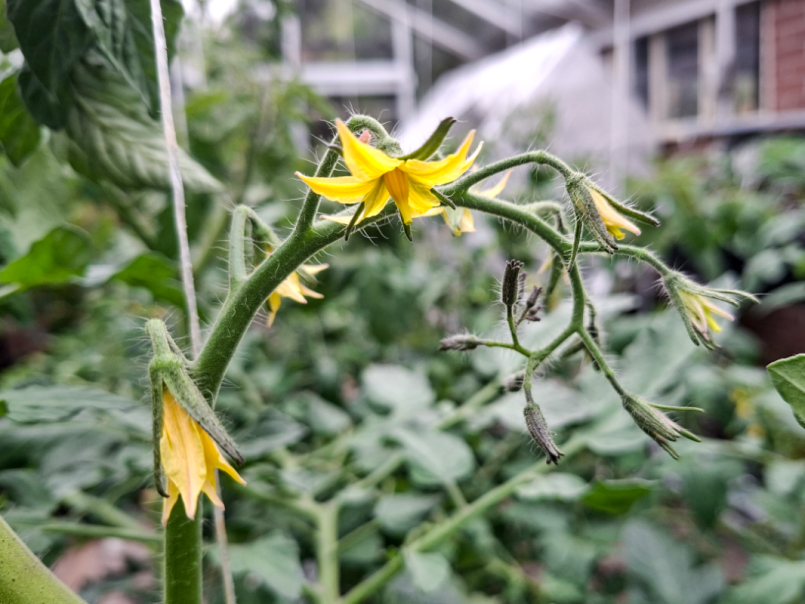 05 Tomaten 2026-05-12 09.png