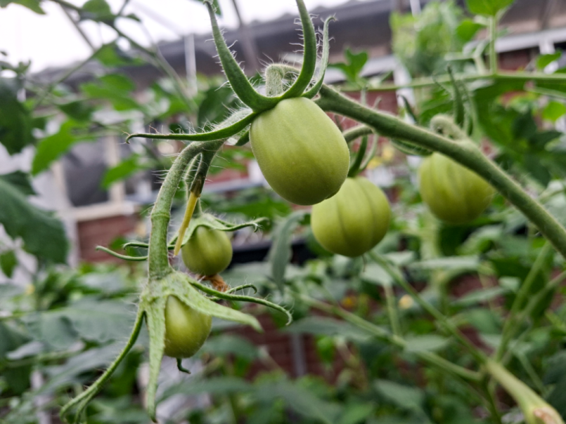 06 Tomaten 2026-05-12 04 Rugantino.png