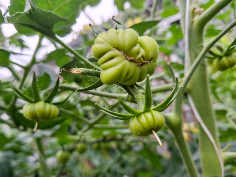 07 Tomaten 2026-05-12 06 Costoluto G.png